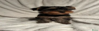 Yorkshire Terrier 3