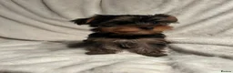 Yorkshire Terrier dogs for sale: Gorgeous Yorkshire terrier puppies  - Advert 4