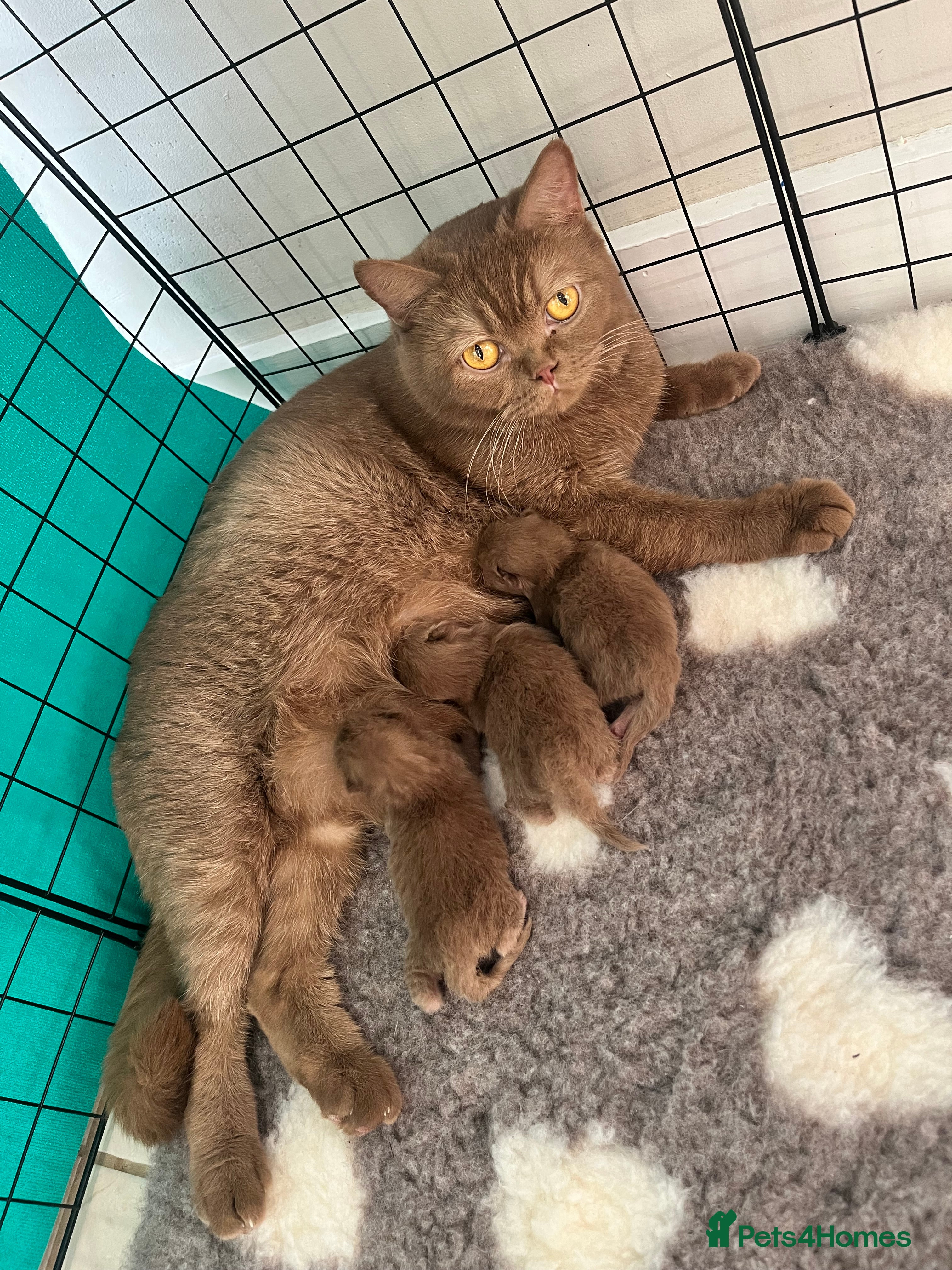 British Shorthair cats 🏆 Cinnamon kittens due waiting list 🐱 - Advert 17