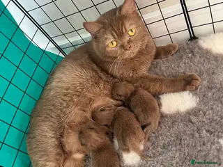 British Shorthair cats 🏆 Cinnamon kittens due waiting list 🐱 - Advert 17
