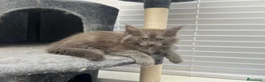 Maine Coon 2