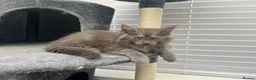 Maine Coon cats for sale:  Beautiful Maine Coon Kittens  - Advert 4