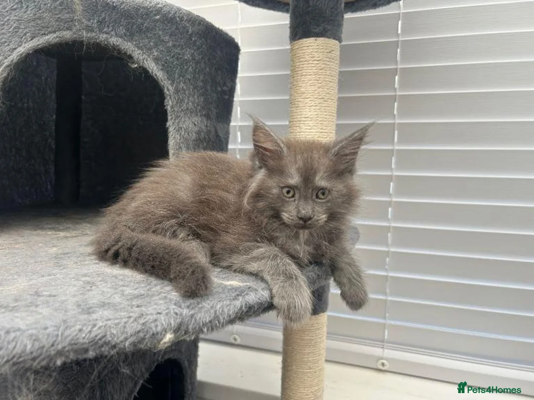 Maine Coon cats for sale:  Beautiful Maine Coon Kittens  - Advert 4