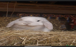 Mini Lop rabbits for sale: Vaccinated babies, wormed, flead ready now  - Image 15