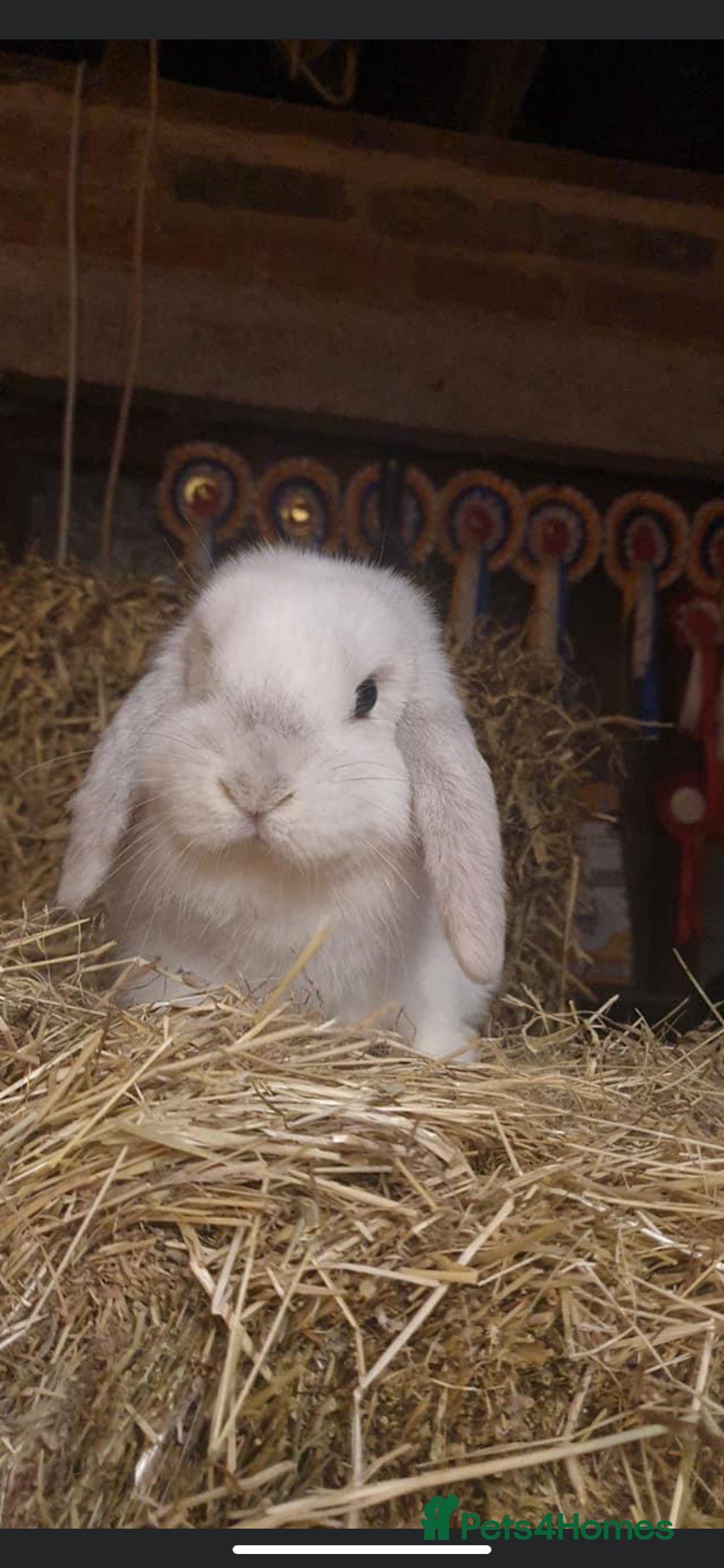 Mini Lop rabbits for sale: Vaccinated babies, wormed, flead ready now  - Image 15