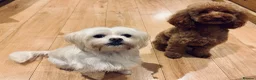 Maltipoo dogs for sale: Maltipoo puppies for sale  - Advert 5