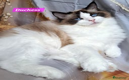 Ragdoll cats for sale: Exceptional bloodlines Ragdolls 💞💞 - Image 7
