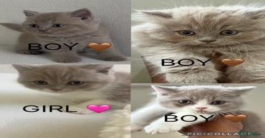 British Shorthair cats - Advert 5