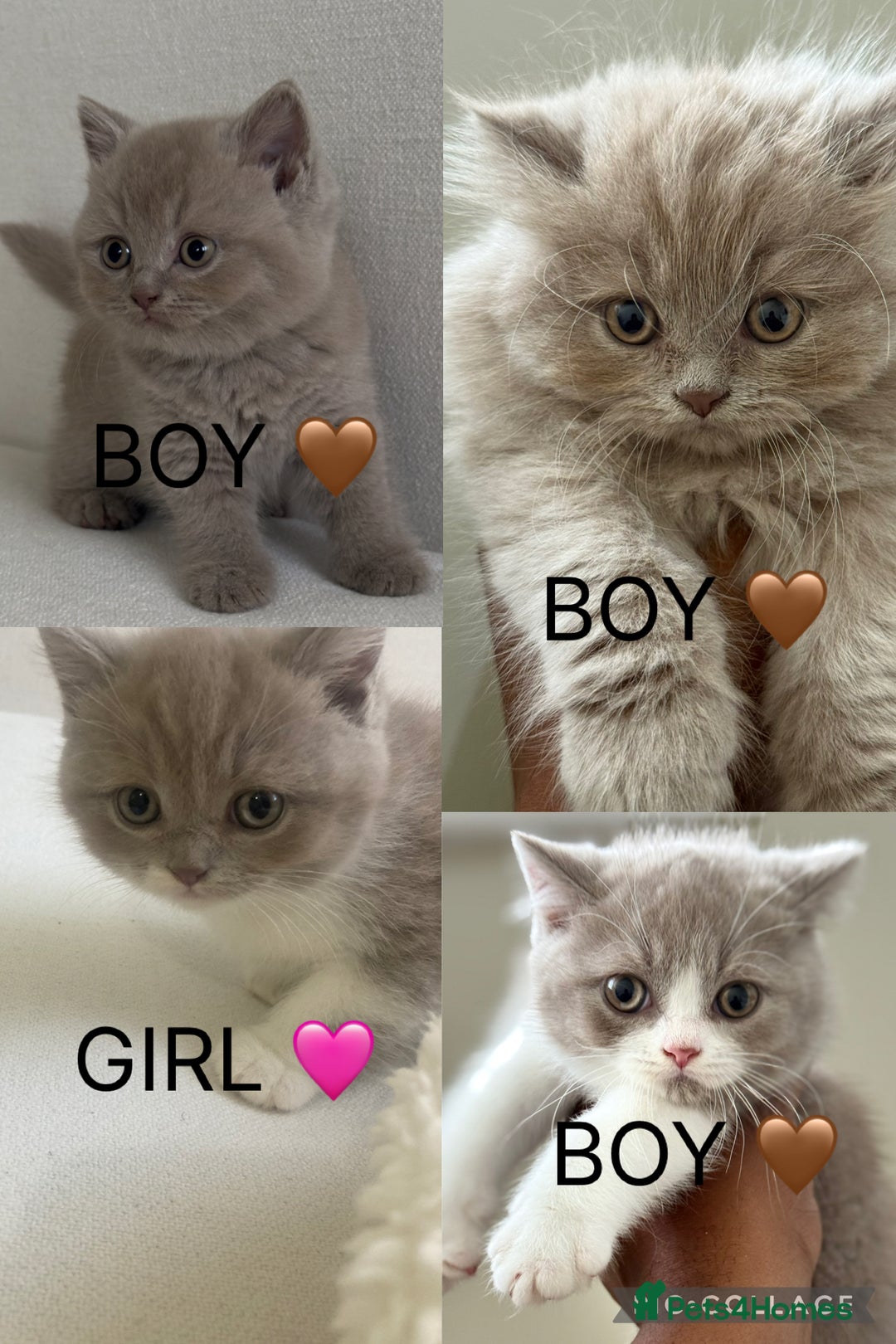 British Shorthair cats for sale: British shorthair/British longhair kittens 🐾  - Image 2