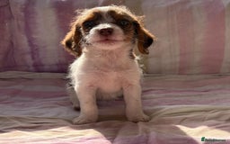 Chihuahua dogs for sale: Chihuahua cross King Charles  - Image 7