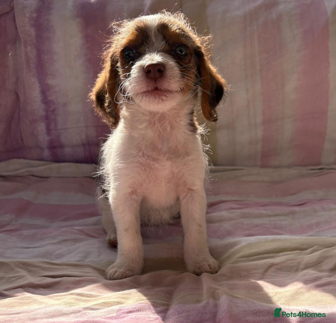 Chihuahua dogs for sale: Chihuahua cross King Charles  - Image 7
