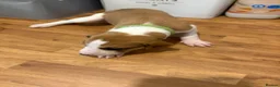 Mixed Breed dogs for sale: Lurcher x saluki puppies in Salisbury - Advert 9