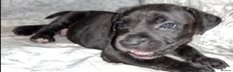 Presa Canario dogs for sale: Presa Canieo Puppies  in Nottingham - Advert 2