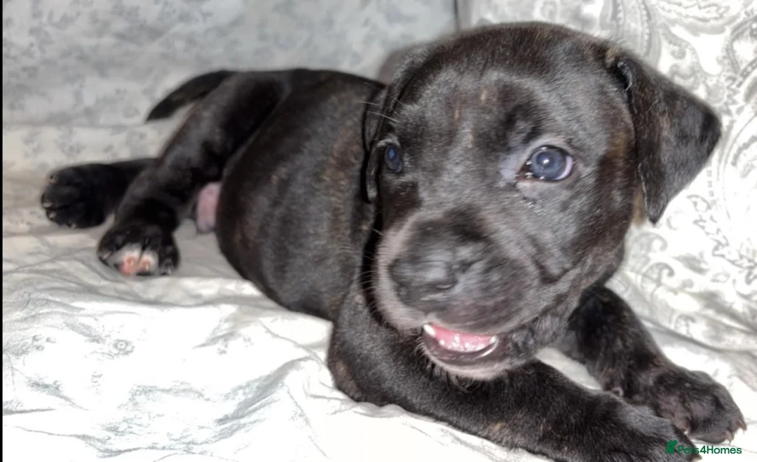 Presa Canario dogs for sale: Presa Canieo Puppies  in Nottingham - Advert 2