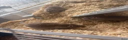 Gerbil rodents for sale: 3 male gerbils  - Advert 1