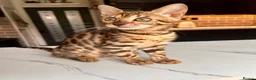 Bengal cats for sale: 2 bengal tiger  cubs for sale  - Advert 7