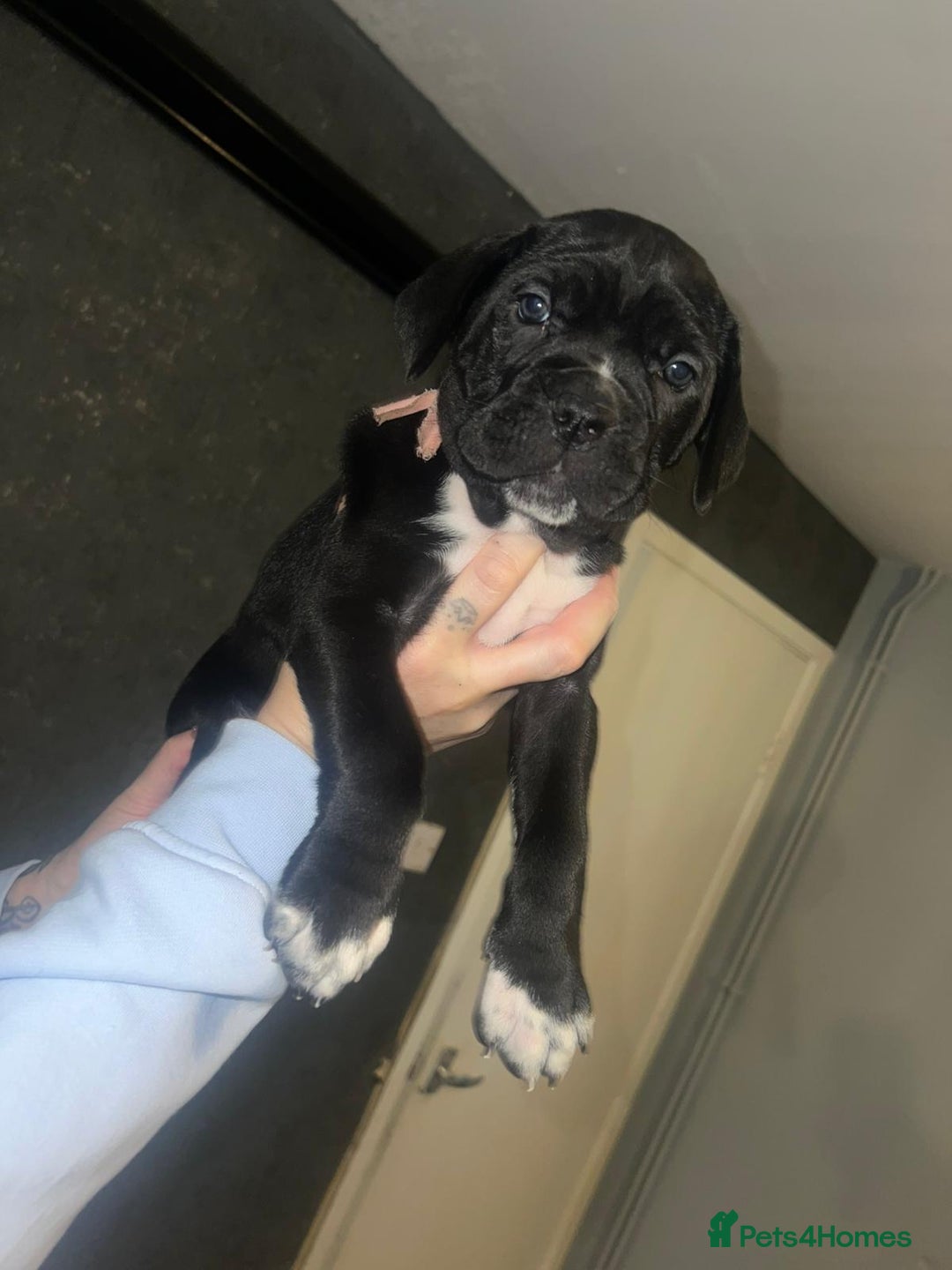 Cane Corso dogs for sale: Cane Corso Pups - Advert 22