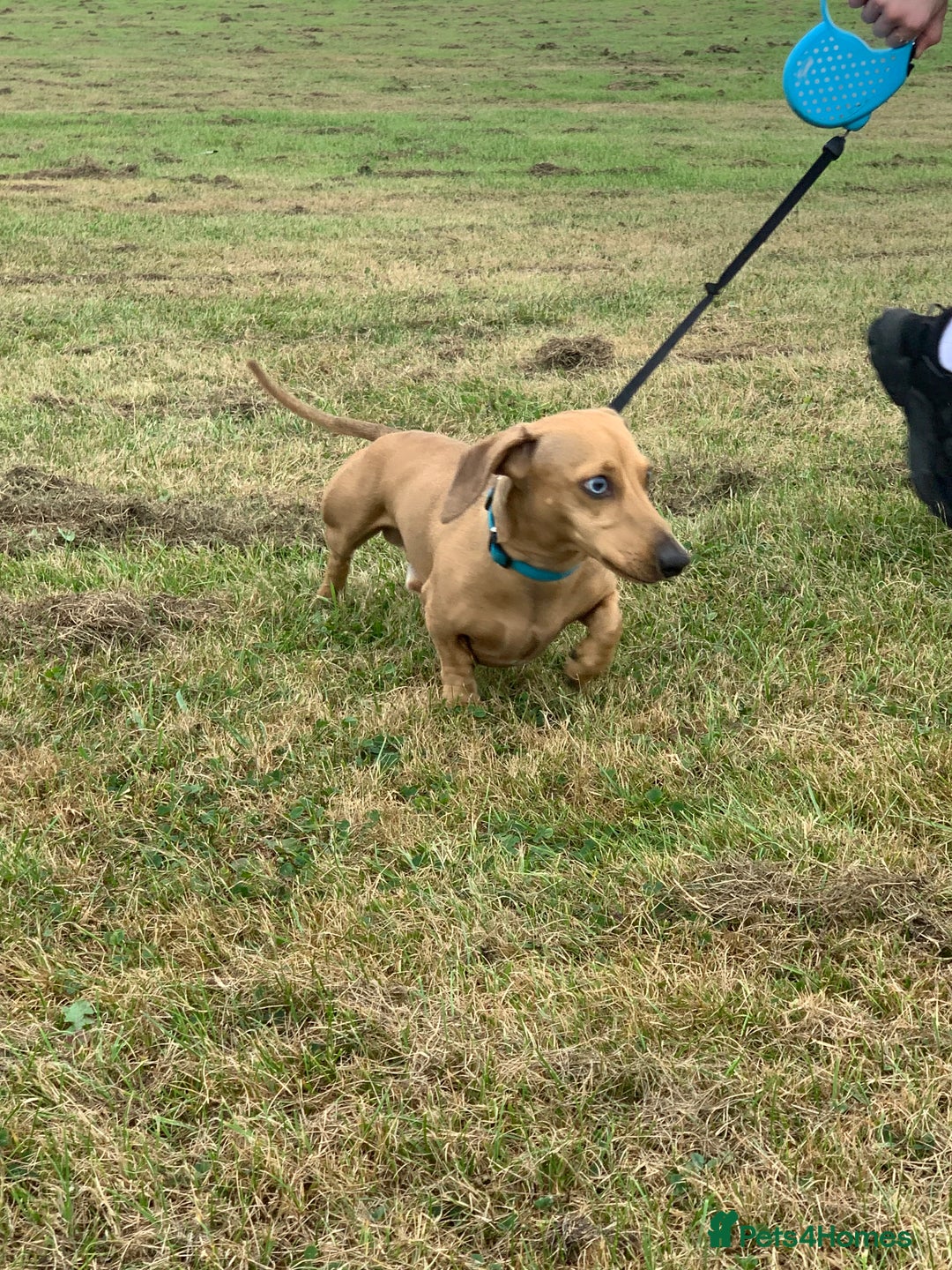 Miniature Dachshund dogs for stud: Miniature Red Dapple - KC Reg in Sheffield - Advert 6