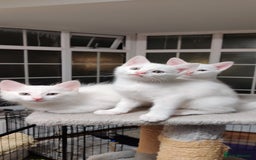 Mixed Breed cats for sale: Purr-fect White Kittens - Image 1