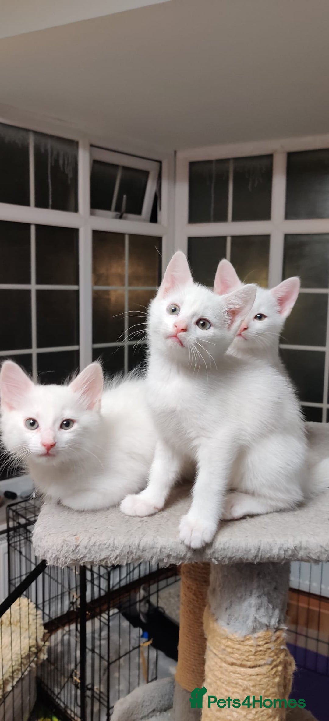 Mixed Breed cats for sale: Purr-fect White Kittens - Image 1
