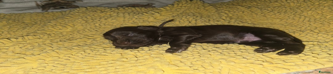 Brown Collar 