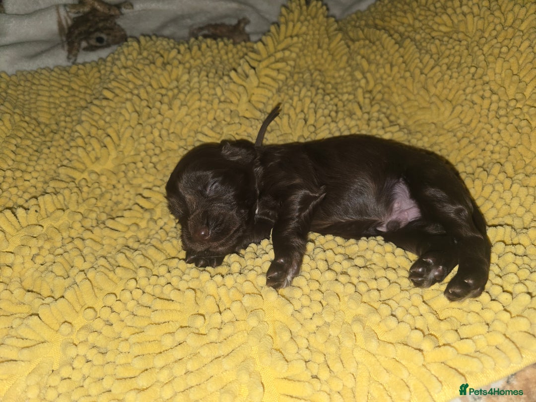 Sprocker dogs for sale: 9 Beautiful Sprocker puppies for sale - Image 3