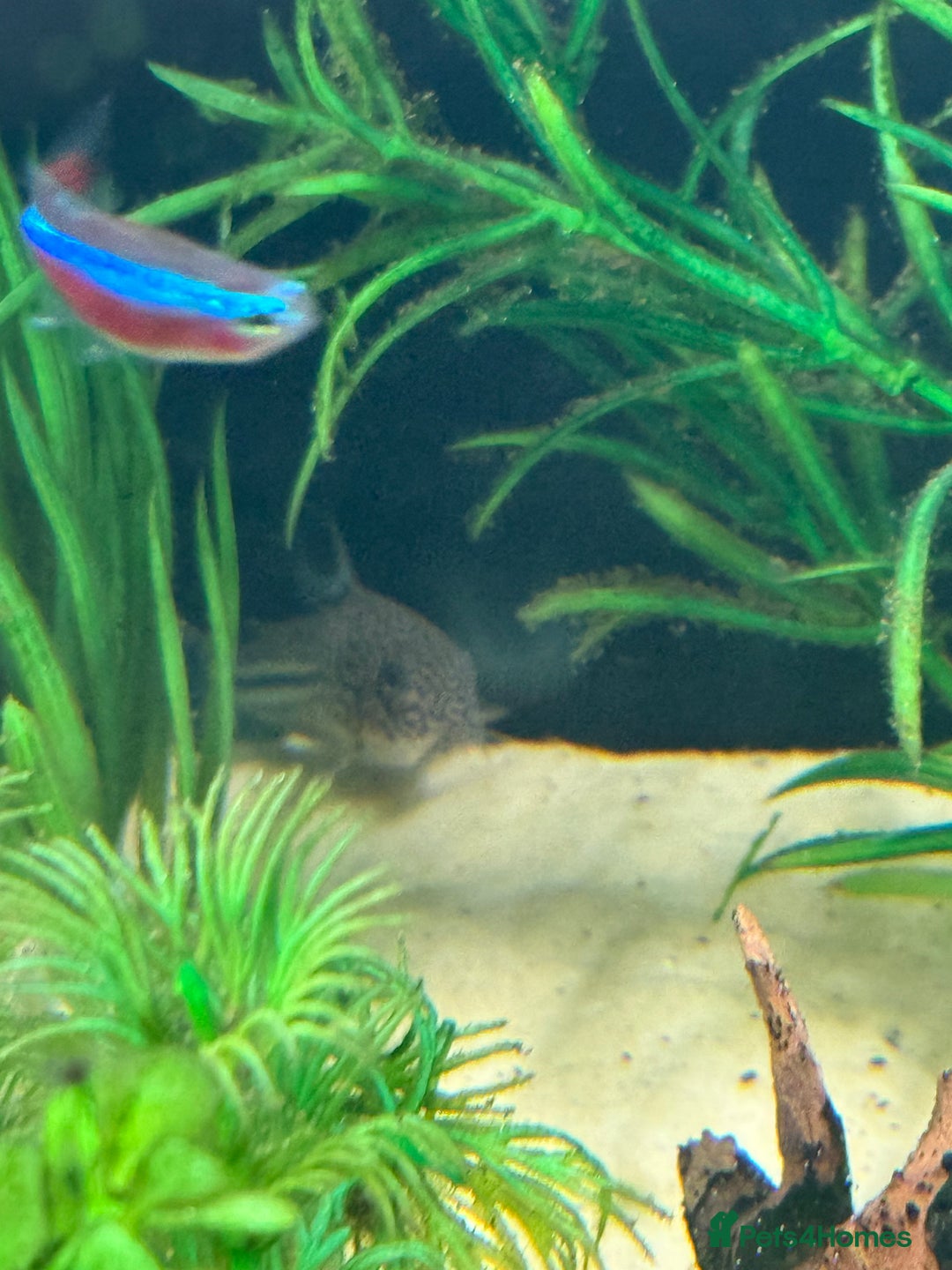 Shrimps fish for sale: Rehome fish - Image 1