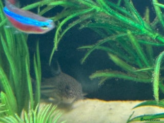 Shrimps fish - Advert 1