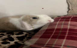 Mini Lop rabbits for sale: beautiful mini lop girl  - Image 3