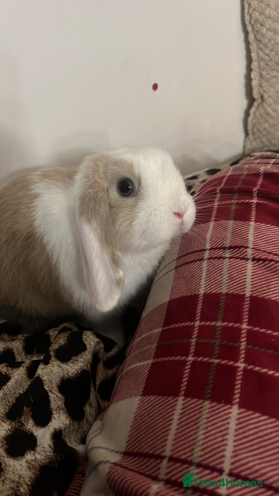 Mini Lop rabbits for sale: beautiful mini lop girl  - Image 3