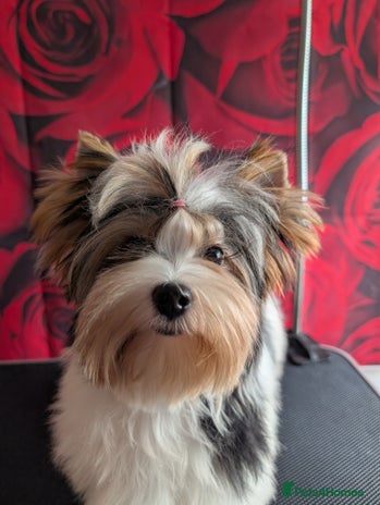 Biewer Terrier dogs - Advert 1