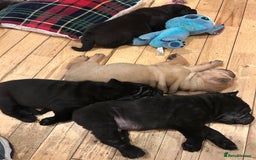 Shar Pei dogs for sale: 2 females 3 males Shar pei pups - Image 12