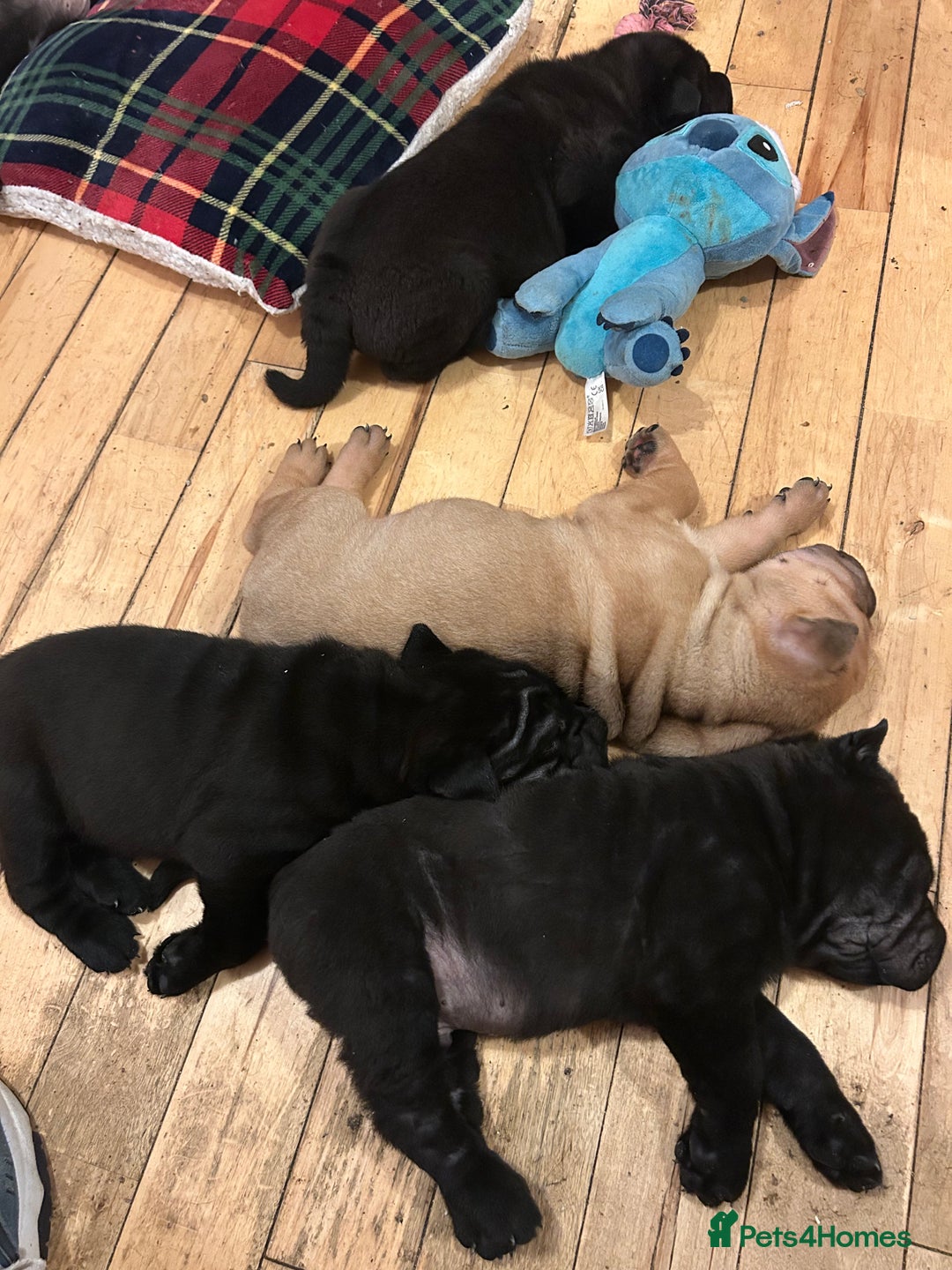Shar Pei dogs for sale: 2 females 3 males Shar pei pups - Image 12