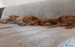 Cocker Spaniel dogs for sale: Health tested working cocker spaniels  - Image 19