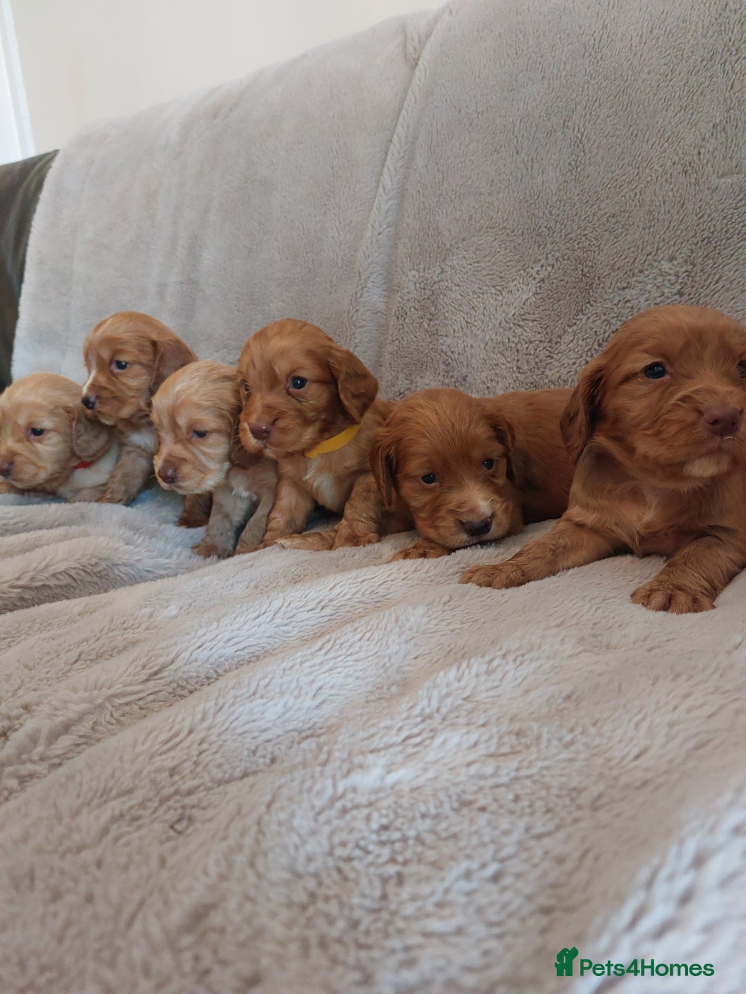 Cocker Spaniel dogs for sale: Health tested working cocker spaniels  - Image 19