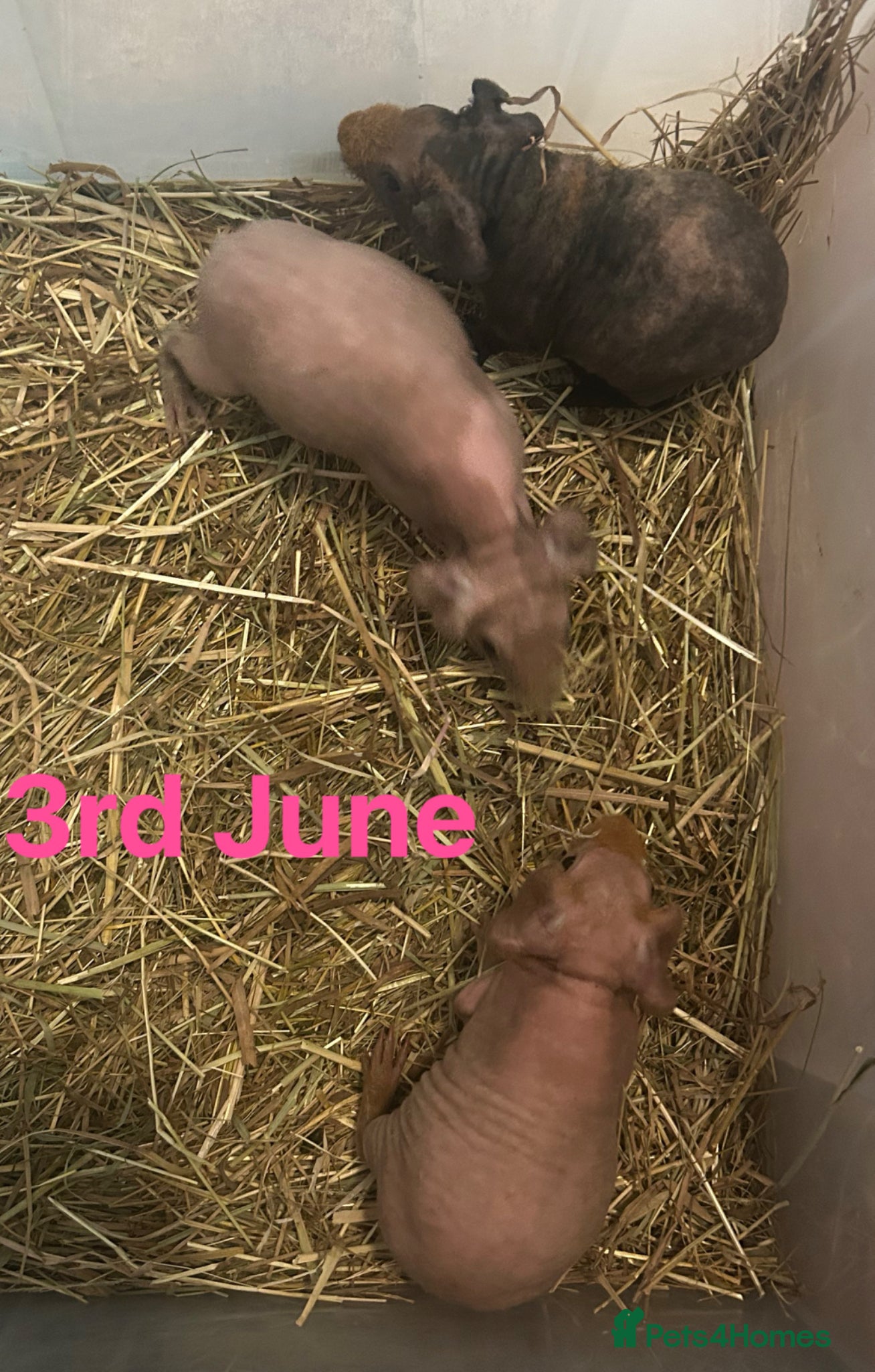Guinea Pig rodents Skinny Pig Sows.  - Advert 5