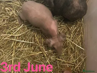 Guinea Pig rodents Skinny Pig Sows. - Advert 5