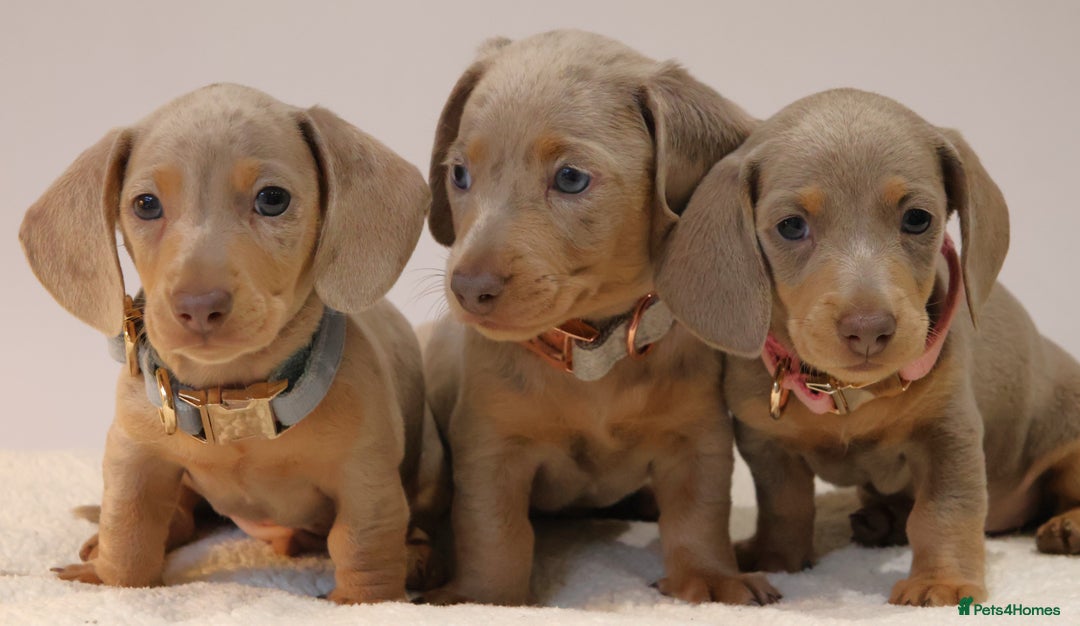 Miniature Dachshund dogs for sale:  🌟5StarsLicense+Holistic+KC+VetChecked+PRA Clear+ - Image 36