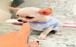 Chihuahua dogs for sale: Beautiful smooth coat white little girls 0.5kg - Image 4