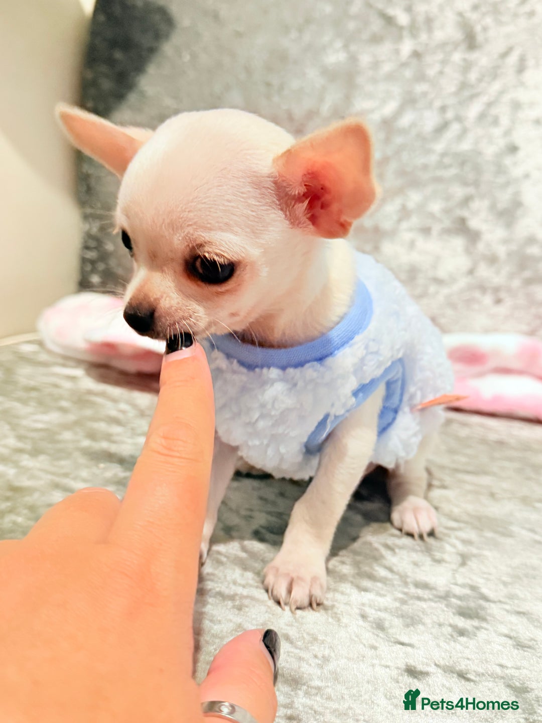 Chihuahua dogs for sale: Beautiful smooth coat white little girls 0.5kg - Image 4