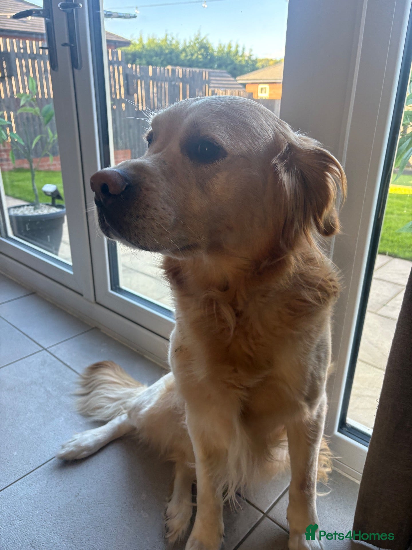 Labrador Retriever dogs Stud ready absolutely amazing dog - Advert 3