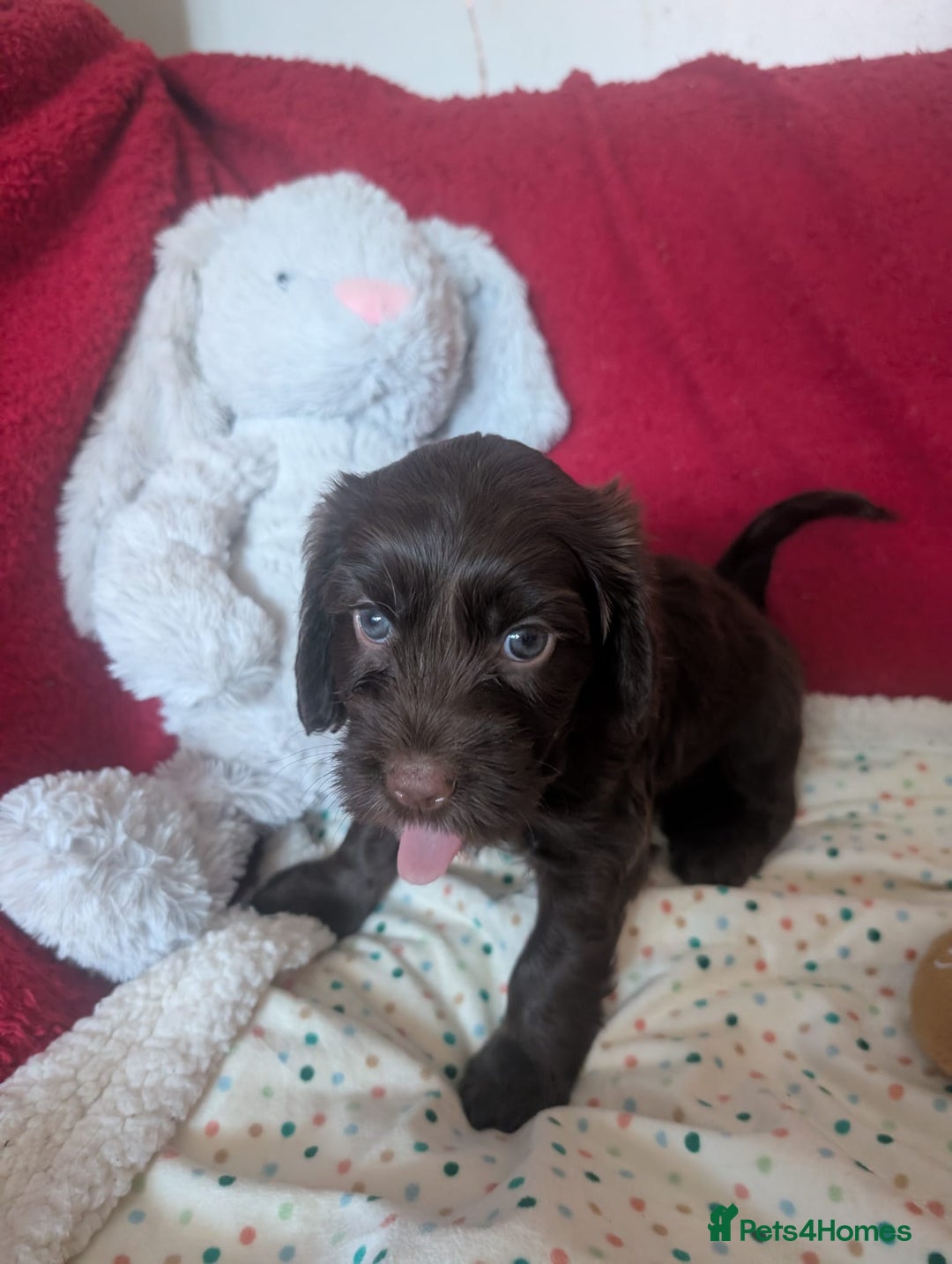 Cockapoo dogs for sale: Cockapoo F2b Pups – Ready for Their Forever Homes - Advert 7