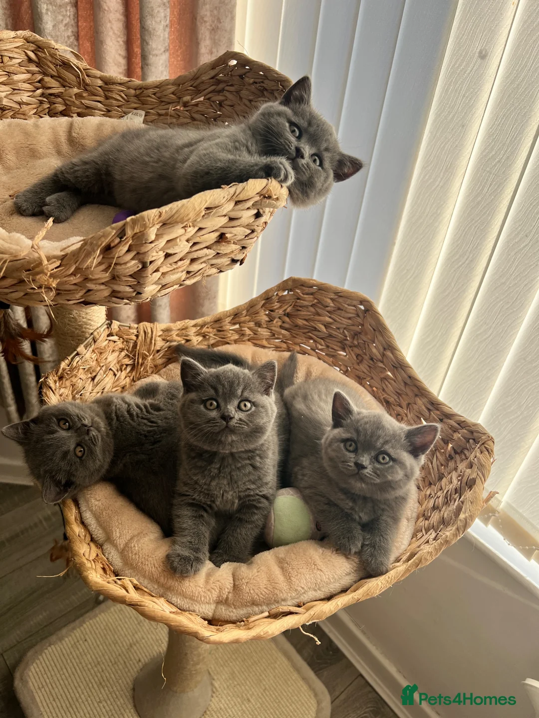 British Shorthair cats for sale: British shorthair kittens domestic  - Advert 1
