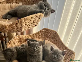 British Shorthair cats British shorthair kittens domestic - Advert 1