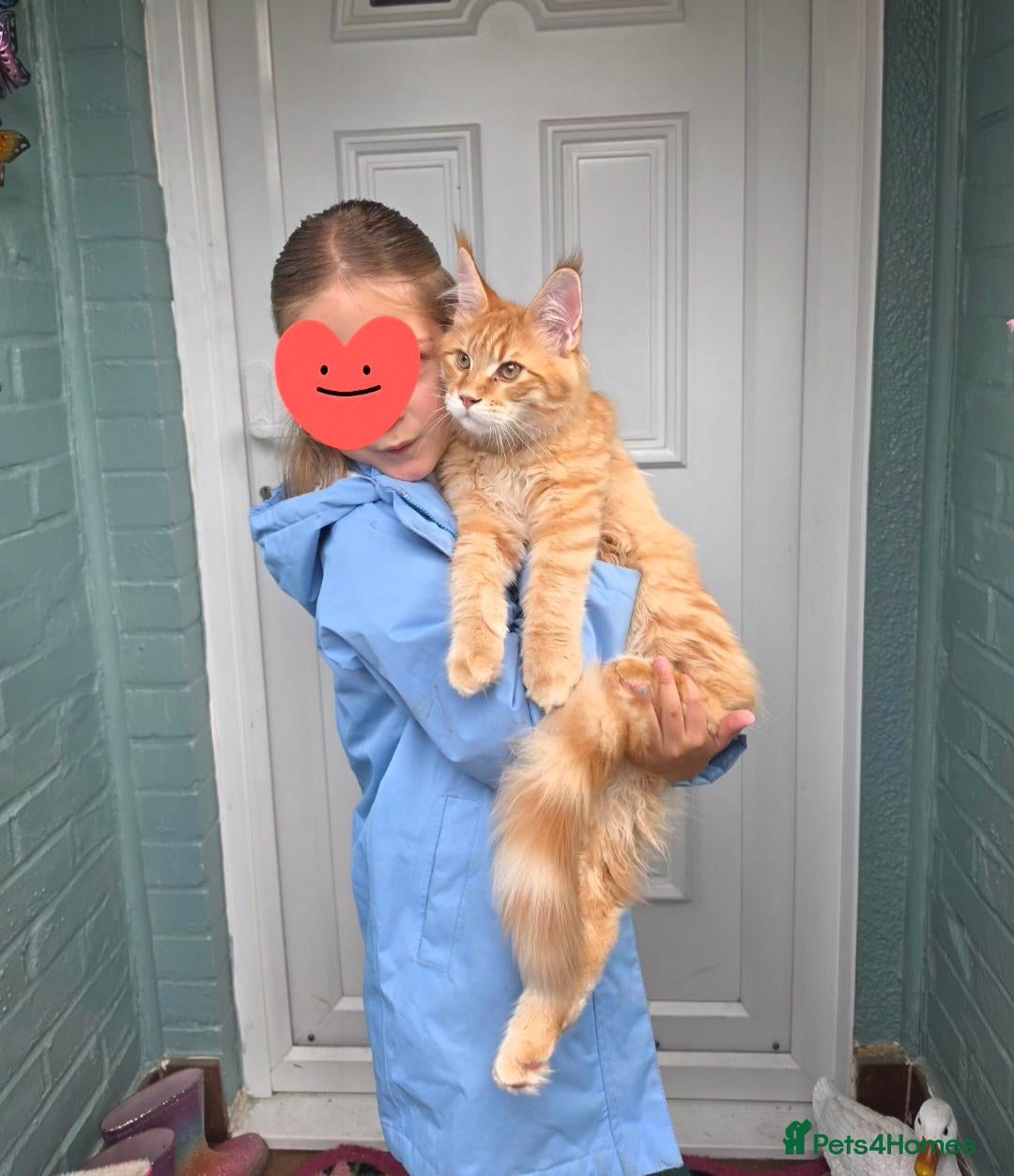 Maine Coon cats RED tabby Maine coon XXL - Advert 15