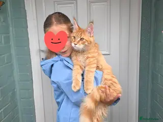 Maine Coon cats RED tabby Maine coon XXL - Advert 15