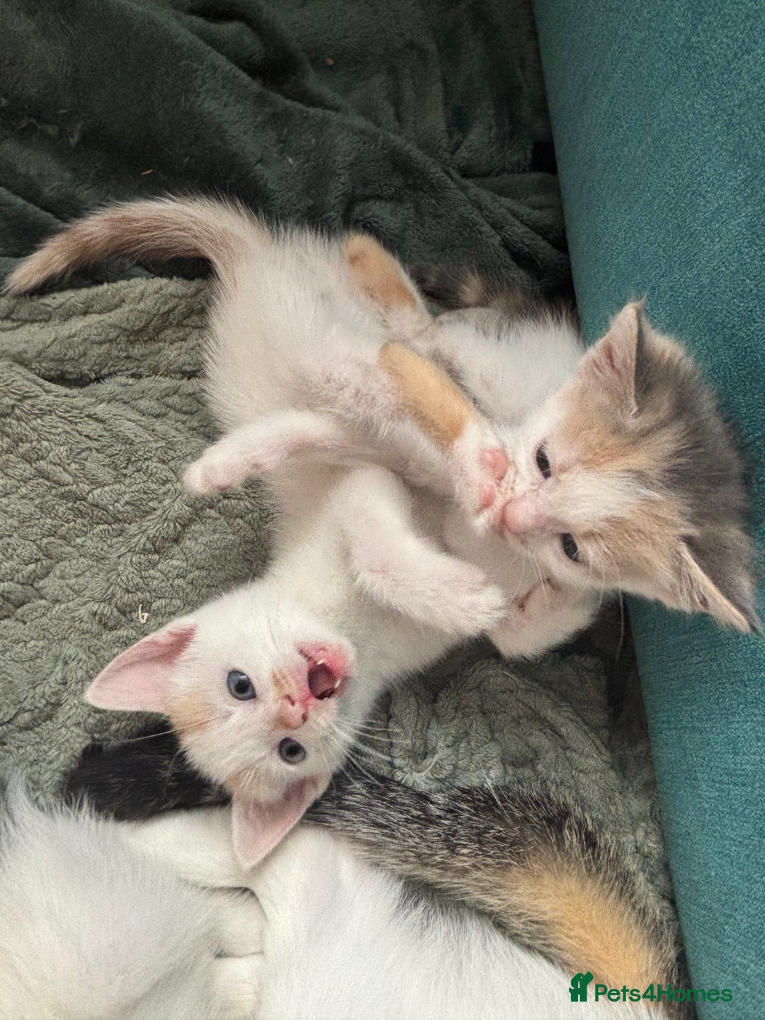 Mixed Breed cats for sale: 5 Adorable Fluffy White Playful Kittens  - Image 6