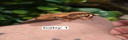 Gecko reptiles for sale: Baby crested geckos  - Advert 5