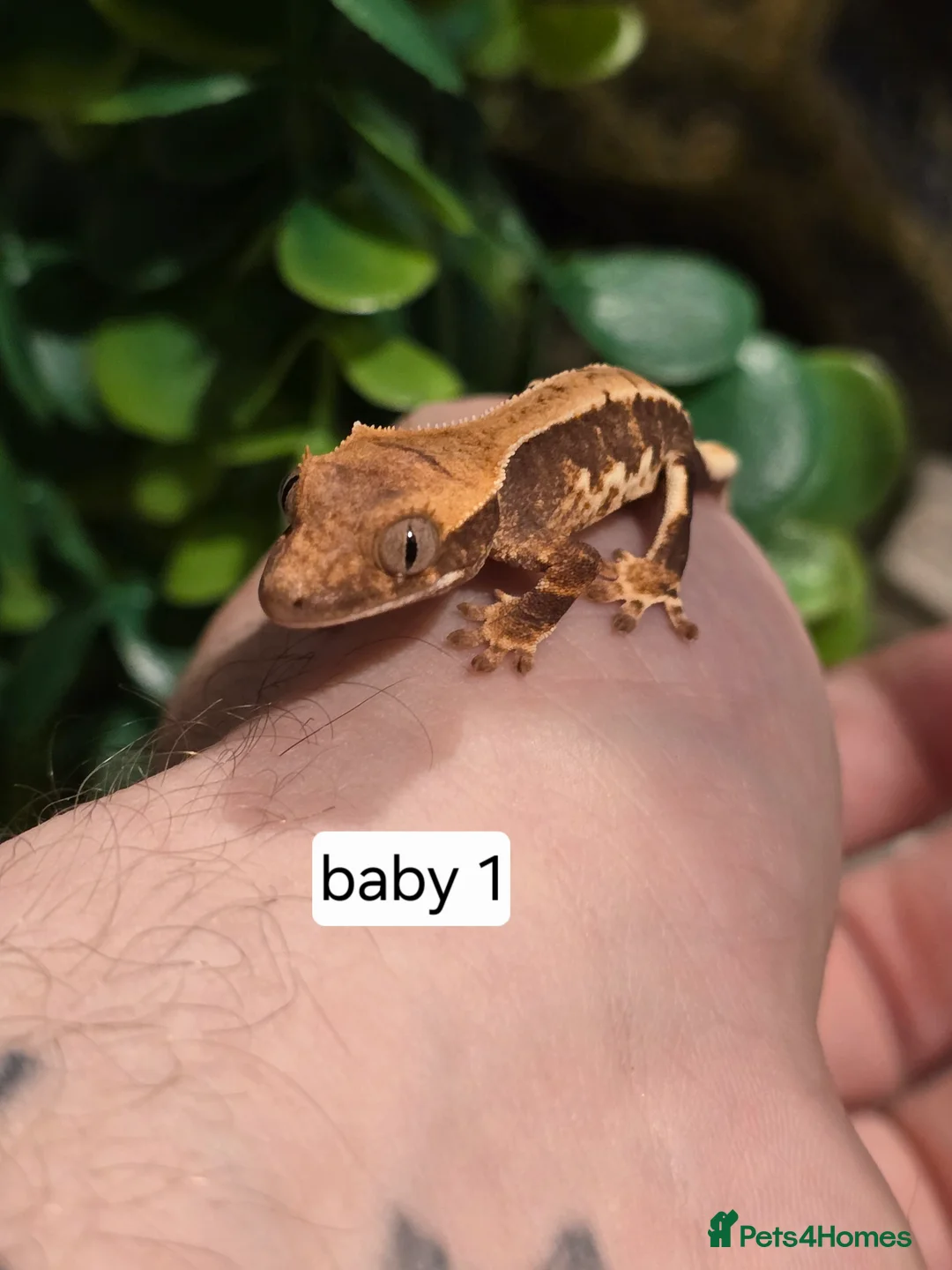 Gecko reptiles for sale: Baby crested geckos  - Advert 5