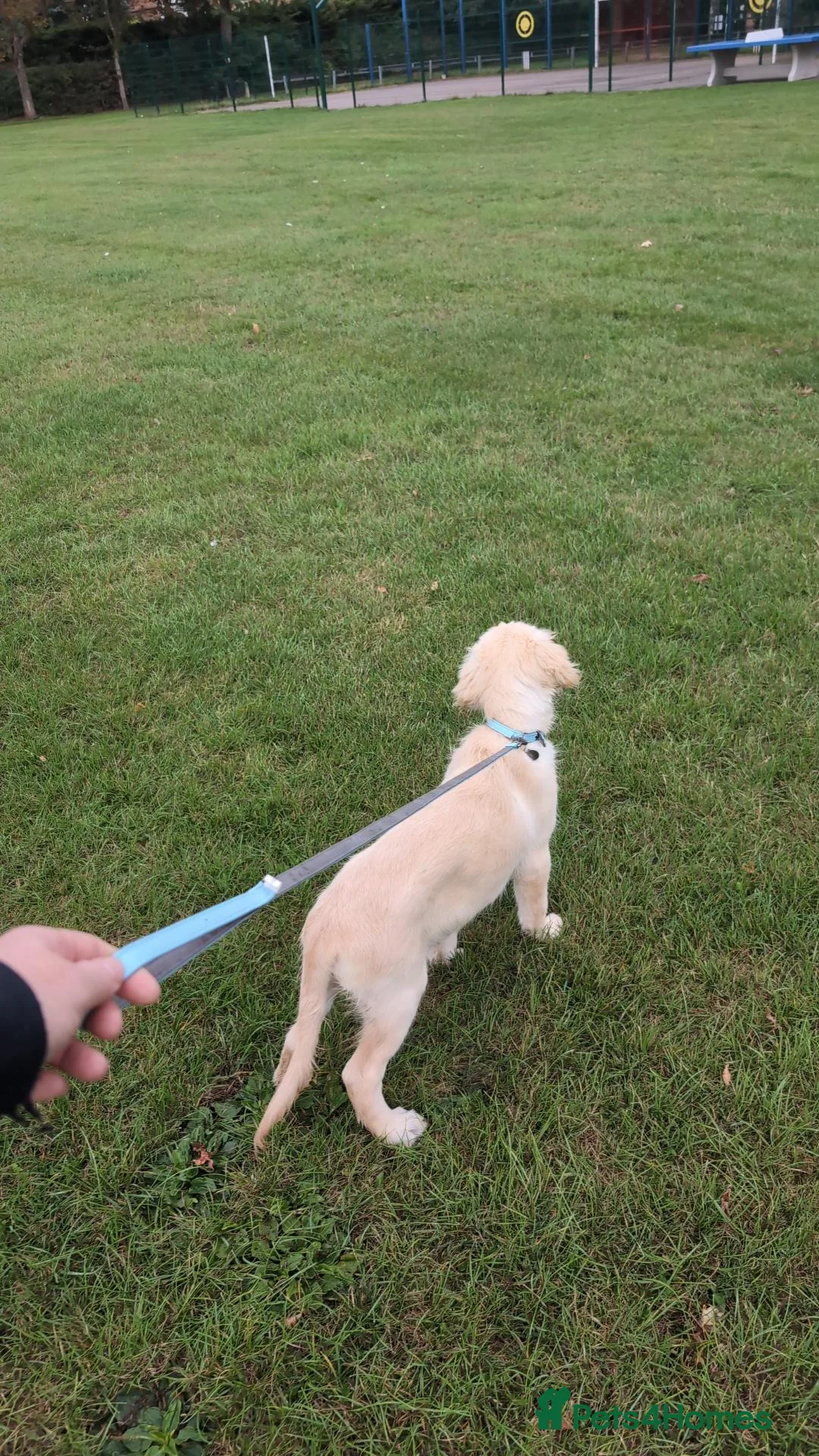 Golden Retriever dogs for sale: Absolutely gorgeous golden retriever puppy in Leicester - Advert 2